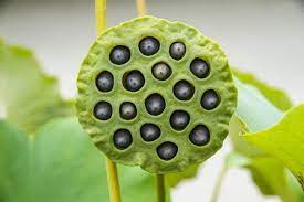 A close-up image of a lotus seed pod, displaying its round, green structure with multiple dark seeds arranged in a pattern.