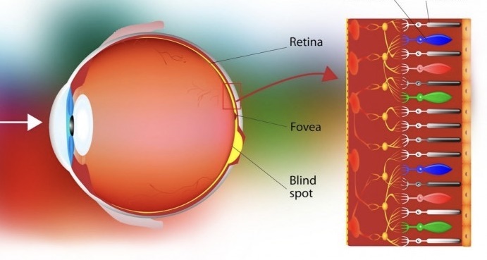 Ilustración de un ojo humano destacando la retina, fóvea y punto ciego, junto a una representación de las células que procesan la luz en la retina.