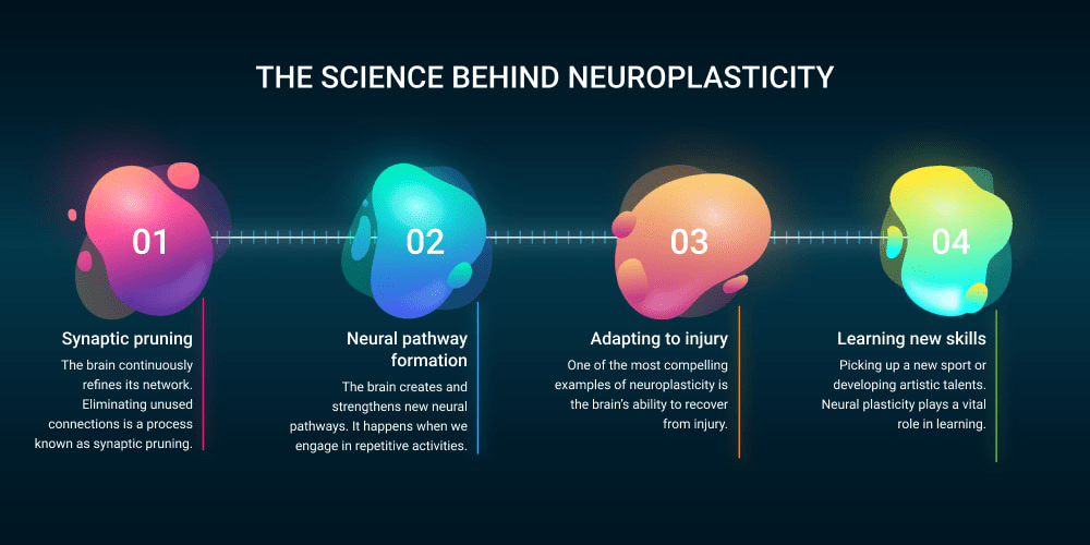 Infografía que ilustra el concepto de neuroplasticidad, mostrando cuatro etapas: poda sináptica, formación de vías neuronales, adaptación a lesiones y aprendizaje de nuevas habilidades.