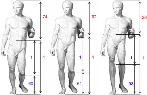 Three Classical sculptures displaying variations in body proportions, illustrating the concept of ideal beauty through different ratios.