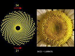 A visual comparison of a Fibonacci spiral pattern on the left and a close-up of sunflower seeds arranged in a spiral pattern on the right, illustrating the concept of the Golden Ratio.