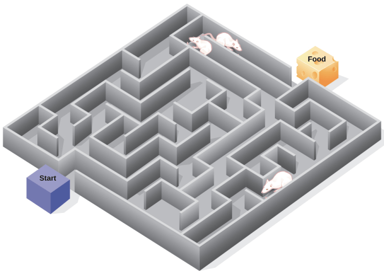 An illustration of a maze designed for rats, featuring two white rats navigating the pathways, with a starting point marked and a piece of cheese representing food at the end.