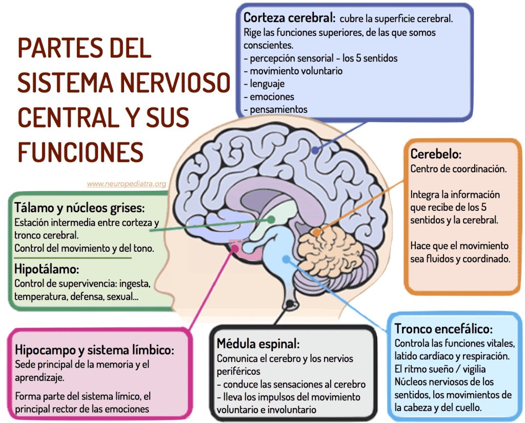 Diagrama que ilustra las partes del sistema nervioso central y sus funciones, destacando la corteza cerebral, cerebelo, tronco encefálico, y otros componentes con descripciones sobre su rol en el control del movimiento, emociones, memoria y funciones vitales.