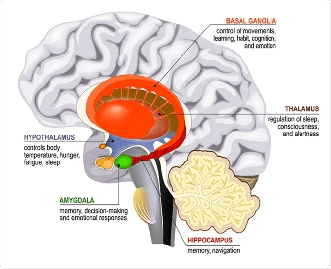 An anatomical diagram of the human brain showing different parts, including the hypothalamus, amygdala, hippocampus, thalamus, basal ganglia, and their functions labeled clearly.