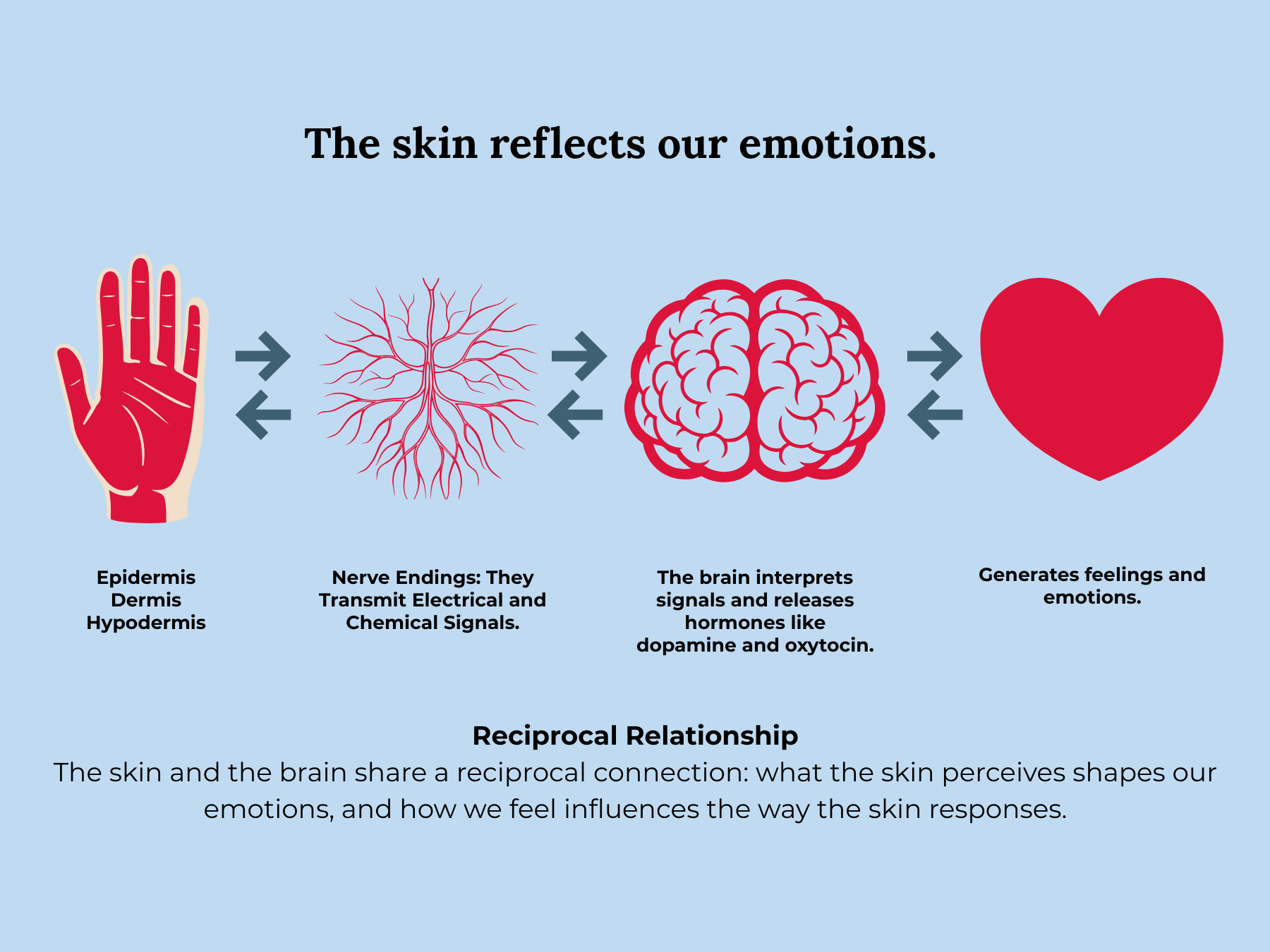 Infographic explaining the relationship between the skin and emotions, depicting a hand, nerve endings, a brain, and a heart with arrows illustrating the flow of communication.